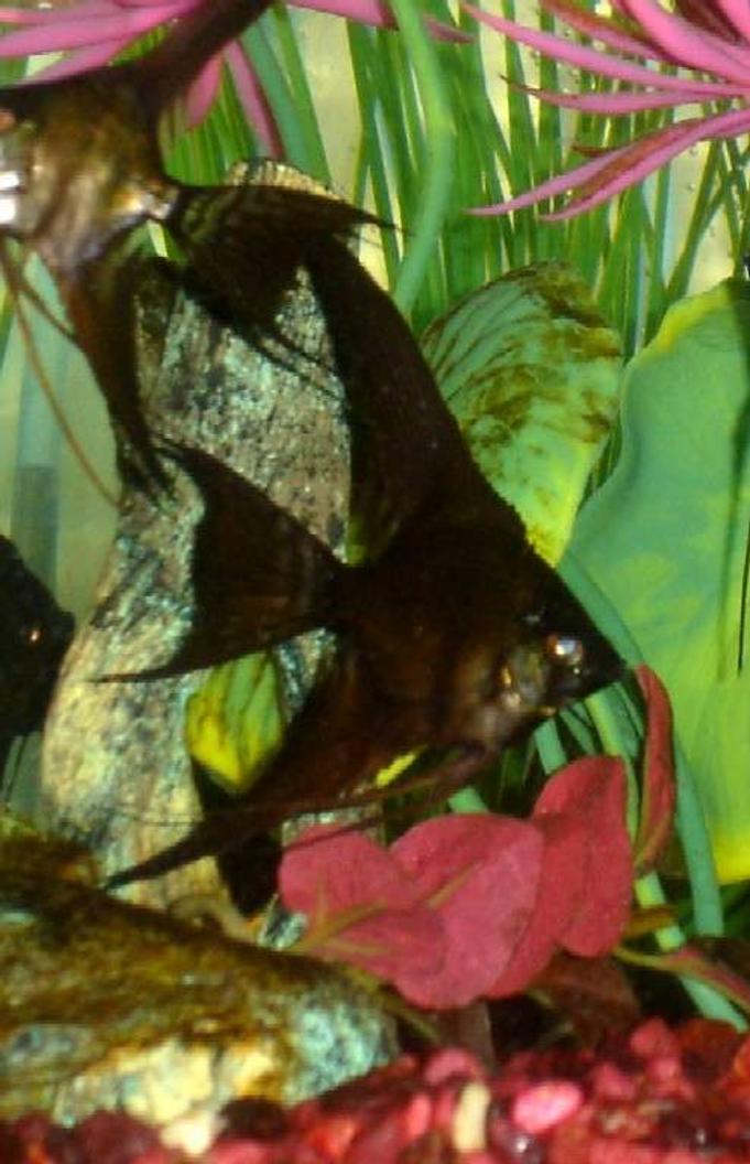 freshwater fish - pterophyllum sp. - black veil angel stocking in 60 gallons tank - Doubleblack-lace veil tail angelfish