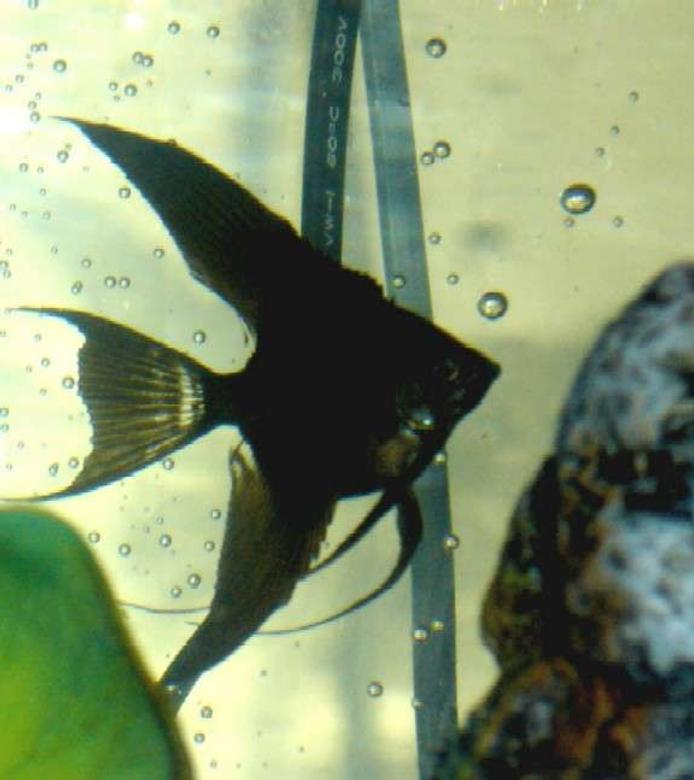 freshwater fish - pterophyllum sp. - black veil angel stocking in 60 gallons tank - One of my baby angelfish =)