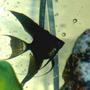freshwater fish - pterophyllum sp. - black veil angel stocking in 60 gallons tank - One of my baby angelfish =)