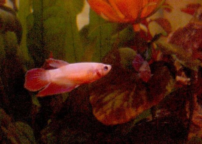 freshwater fish - betta splendens - betta - female stocking in 60 gallons tank - Female bettas (one is facing the camera and is very hard to see, but she's there!)