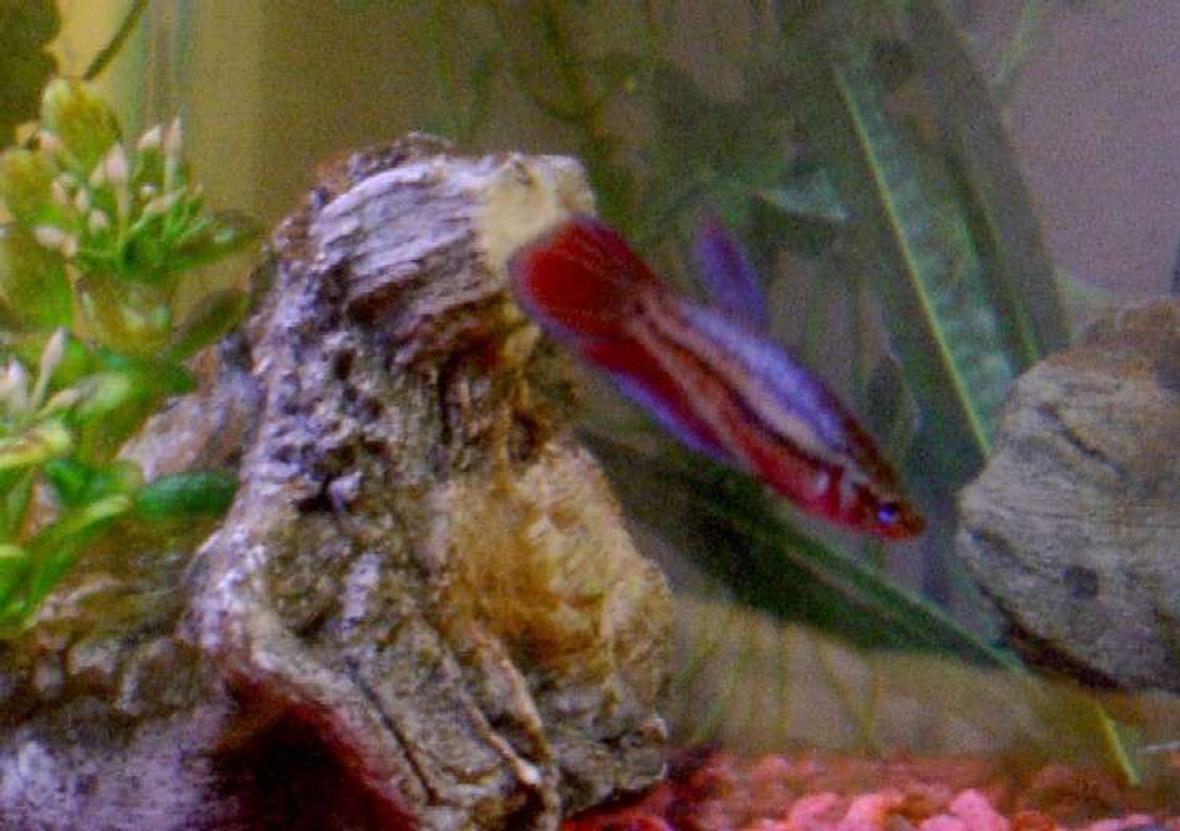 freshwater fish - betta splendens - betta - female stocking in 60 gallons tank - Female betta