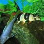 freshwater fish - botia macracantha - clown loach stocking in 90 gallons tank - my clown loach... look at the white strip