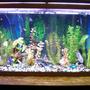 55 gallons freshwater fish tank (mostly fish and non-living decorations) - Picture of my tank rearranged with different fish Bad quality taken with cell phone