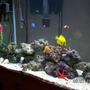 37 gallons saltwater fish tank (mostly fish, little/no live coral) - NA