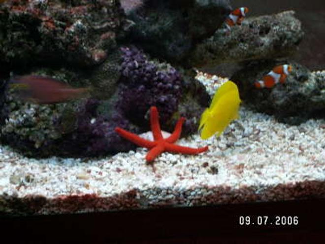 corals inverts - echinaster sp. - orange sea star stocking in 37 gallons tank - star fish, yellow tang, and pair clownfish