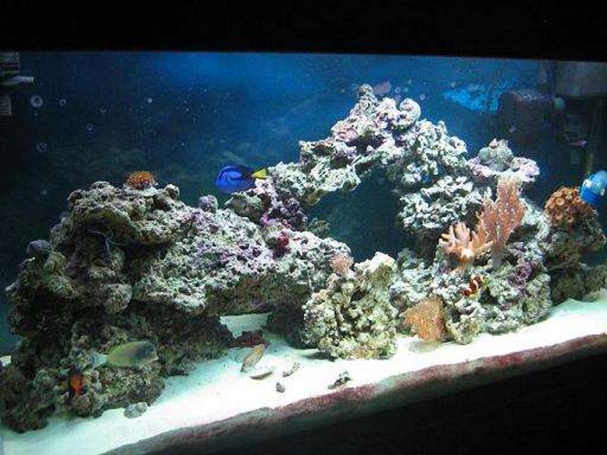 Rated #121: 90 Gallons Reef Tank - 90 gal reef, 6 months old on a college students salary