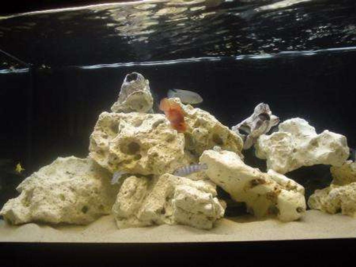 50 gallons freshwater fish tank (mostly fish and non-living decorations) - My current display tank... due for a full upgrade... With this one, I wanted a really striking contrast between the dark background and light rocks / sand. Scale was important too - i wanted the large rocks and moderately sized fish to suggest a much bigger space. Sort of in line with what Takashi Amano does with plants, not that i think my work compares to his!! Hope you like it...!!!