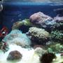 reef tank (mostly live coral and fish) - 12 gallon nano cube