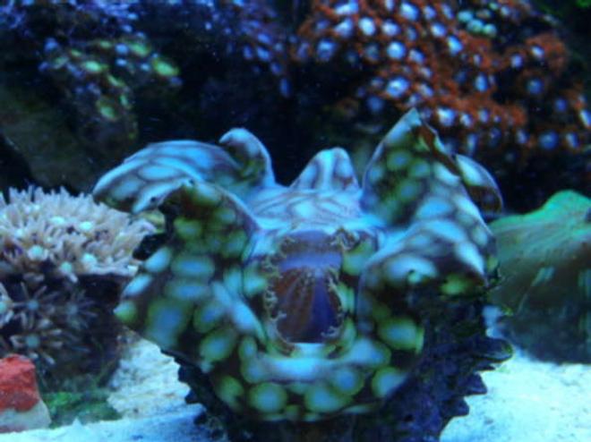 corals inverts - tridacna squamosa - squamosa clam - Squamosa Clam in my 12 gallon nano cube