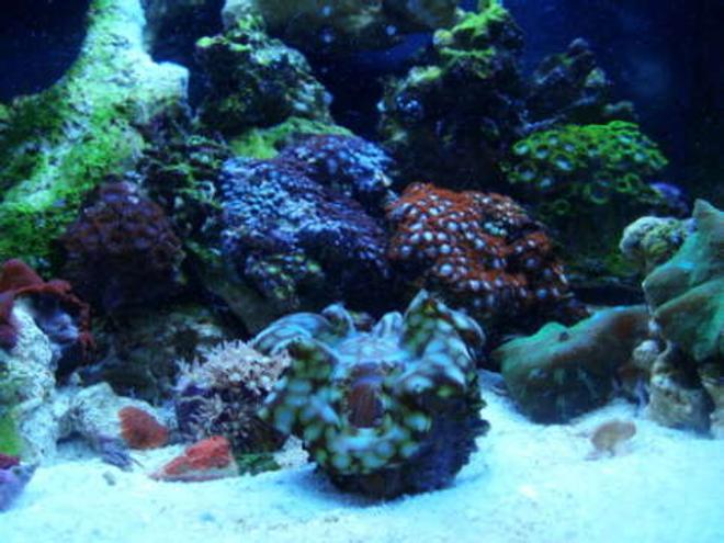 corals inverts - zoanthus sp. - colony polyp - clam with coral