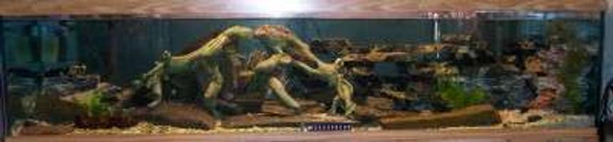 Rated #43: 100 Gallons Freshwater Fish Tank - All Glass 100 gallon (72"x18"x18", very hard to photograph it) with dual flourescent sun lamps. I use 2 Whisper 60 filters, and a sponge filter on a 290 power head and a small airstone. Substrate is garden gravel. A few small driftwood pieces. Many of the rocks are 300-400 year old indian tools and axe heads. Simulated root system. I used antique marble dresser and vanity tops that were broken for the background on the left end, provides many caves and crevices. I have large slabs of naturally weathered rounded slate with marble inclusions as a base, these are supported by 2 layers of bubble wrap beneath.