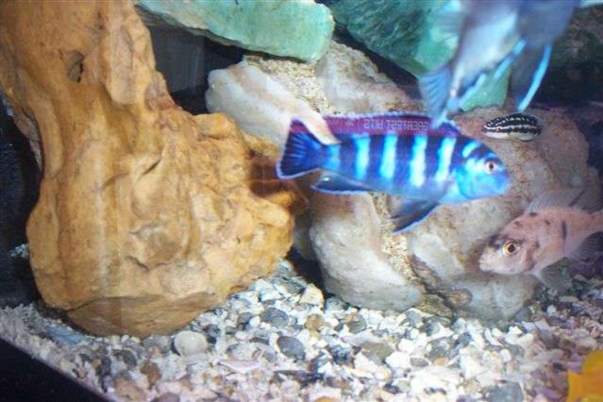 freshwater fish - pseudotropheus demasoni - demasoni cichlid stocking in 55 gallons tank - Pseudo demasoni Juli dickfeldi from lake Tanganyikai ob peacock