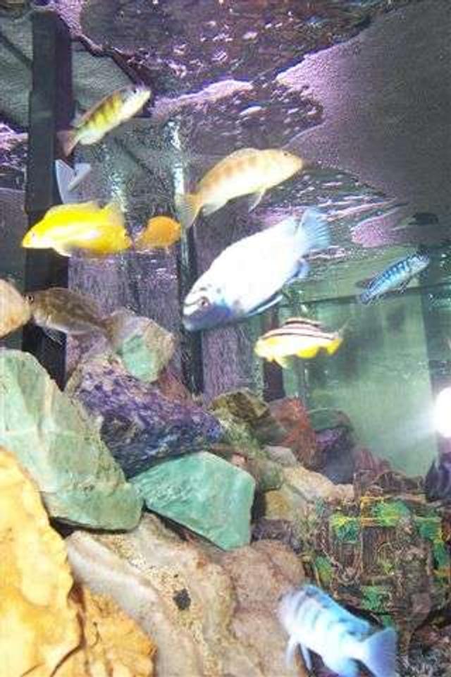 freshwater fish - melanochromis auratus - auratus cichlid stocking in 55 gallons tank - ruby red peacock 
2 electiric yellow
kenyi
auratus
electric blue johnny
pseudo Polit aka king of the tank
1 bottom left just bought and forgot the name