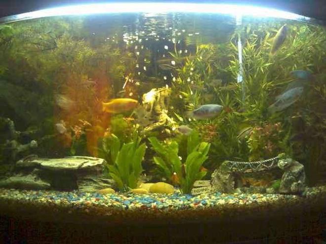 77 gallons planted tank (mostly live plants and fish) - dual trigon 350 corner unit