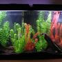 freshwater fish tank (mostly fish and non-living decorations) - 55gallon tank. eheim filter, aquaclear 300 filter. ................ 2 angelfish, 16 cardinal tetras, 3 rosey barbs, 2 kuhli loaches, 1 bolivian ram. 1 betta, 5 harlequin rasboras, 4 cories