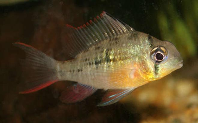 freshwater fish - microgeophagus altispinosa - bolivian ram - bolivian ram