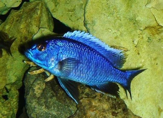 freshwater fish - sciaenochromis fryeri - electric blue hap stocking in 55 gallons tank - Hap. Ahli