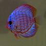 freshwater fish - symphysodon spp. - snakeskin discus stocking in 130 gallons tank - Discus