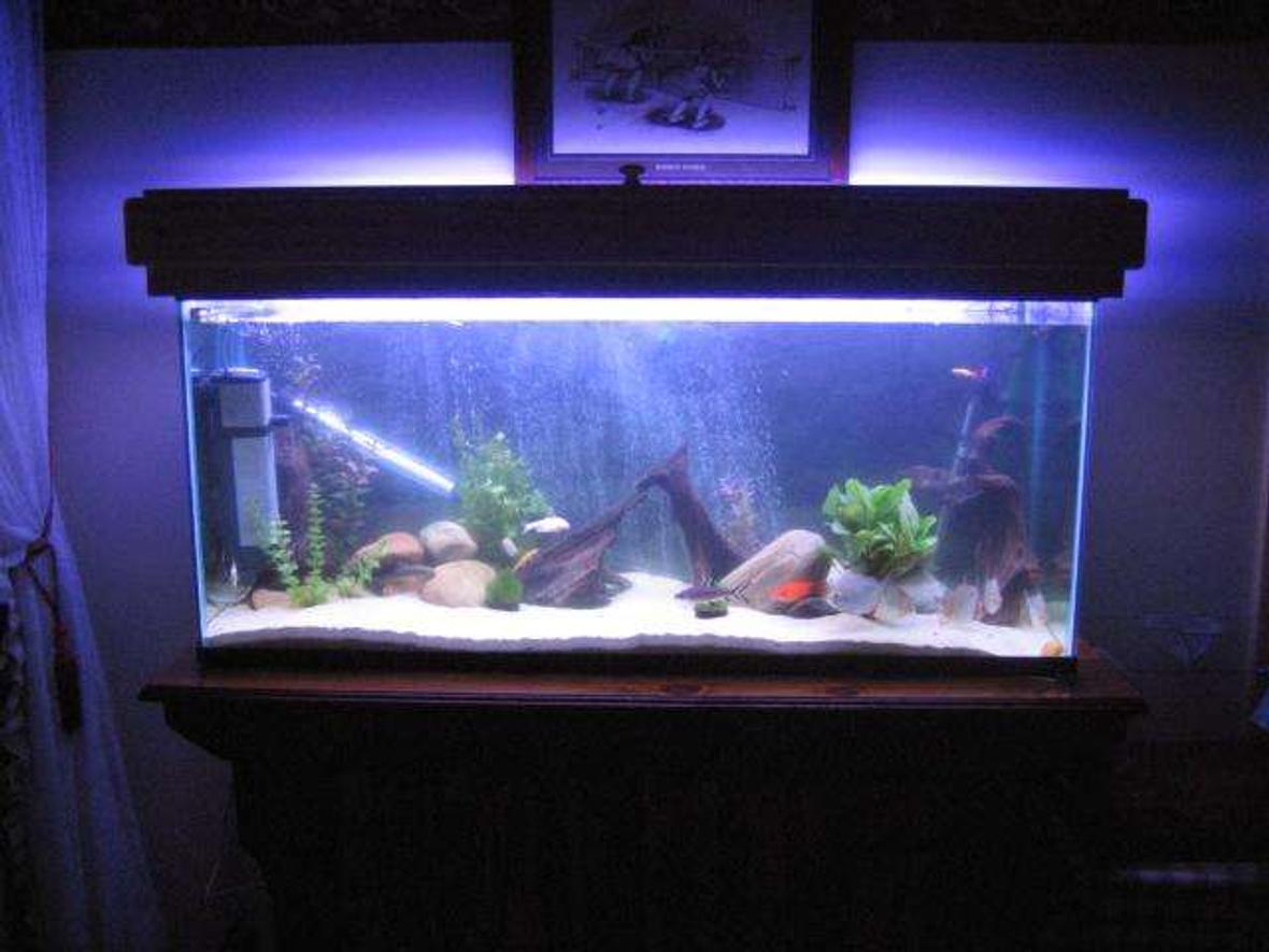 55 gallons freshwater fish tank (mostly fish and non-living decorations) - my tank