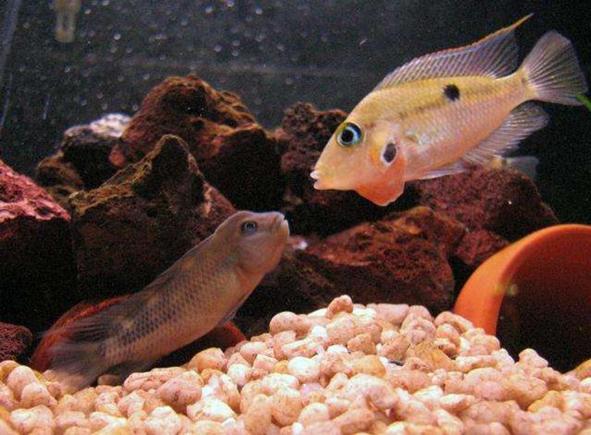Rated #711: Freshwater Fish - Thorichthys Meeki - Firemouth Cichlid Stocking In 50 Gallons Tank - Buffalo head VS Firemouth