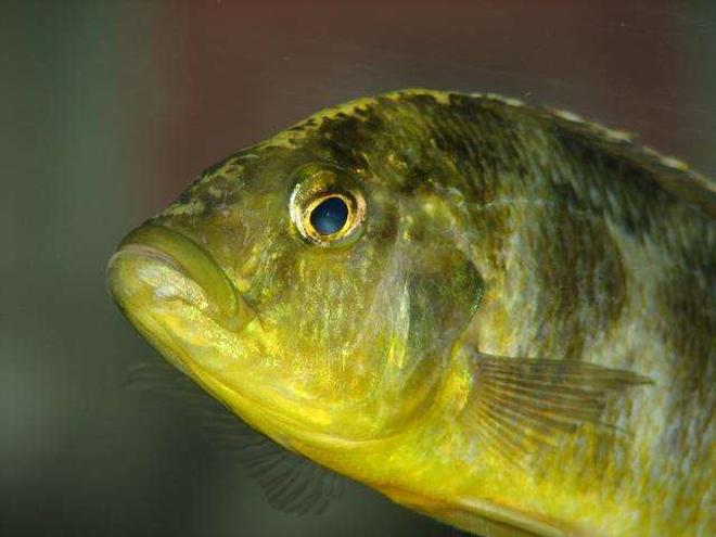 freshwater fish - nimbochromis venustus - venustus cichlid stocking in 50 gallons tank - Nimbochromis Venustus - Female
