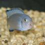freshwater fish - pseudotropheus socolofi - powder blue cichlid stocking in 50 gallons tank - Pseudotropheus socolofi in action...
