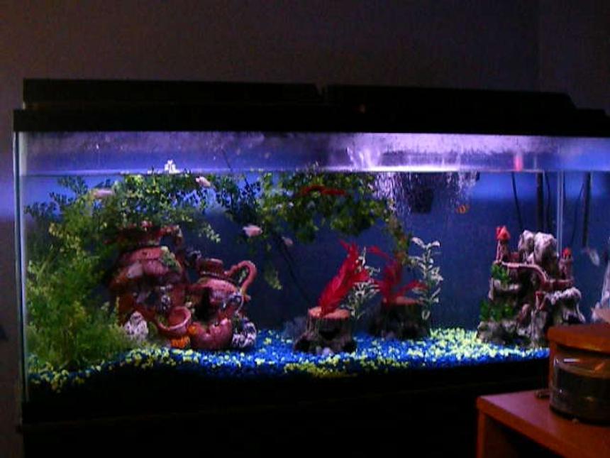 Rated #291: 55 Gallons Freshwater Fish Tank - none