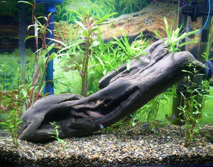 Rated #112: 40 Gallons Planted Tank - aqua one 380, 40 ltr