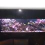 300 gallons reef tank (mostly live coral and fish) - My 300 gallon in-wall salt water reef tank. Wall is black granite - which makes taking pics a bit hard. Enjoy.