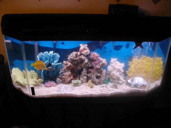 55 gallons saltwater fish tank (mostly fish, little/no live coral) - My Saltwater Setup...
