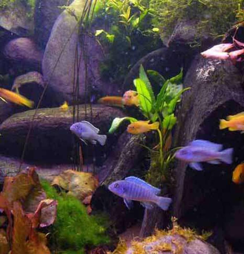 Rated #69: Freshwater Fish - Pseudotropheus Acei - Acei Cichlid Stocking In 45 Gallons Tank - A group of my malawi's on a tea break