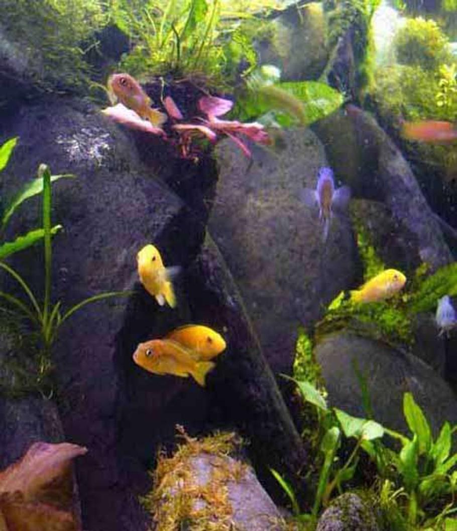 freshwater fish - pseudotropheus acei - acei cichlid stocking in 45 gallons tank - A family outing,