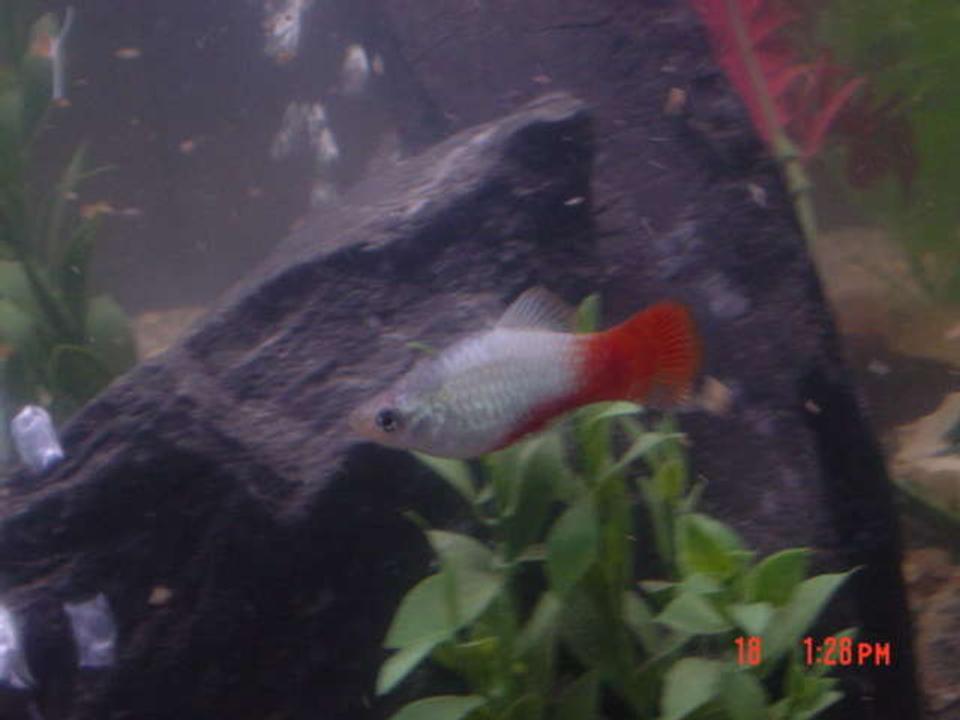 freshwater fish - chrysyptera cyanea - orangetail blue damselfish stocking in 90 gallons tank - Kaylee our Molly who has a crush on Simon our Clown Loach.