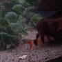 freshwater fish - botia macracantha - clown loach stocking in 90 gallons tank - Simon our clown loach.