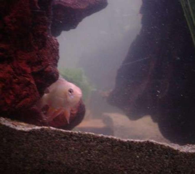 freshwater fish - papiliochromis ramirezi - german gold ram stocking in 90 gallons tank - Goldie our German Gold Ram, the shyest fish in the tank.