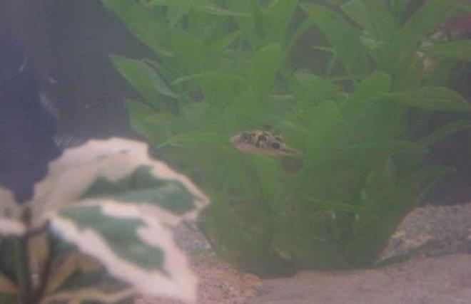 freshwater fish - carinotetraodon travancoricus - dwarf puffer stocking in 90 gallons tank - Napoleon Bonaparte (a.k.a. "Nib") Our dwarf puffer, who has a HUGE little man's complex.