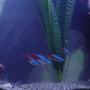 freshwater fish - paracheirodon innesi - neon tetra jumbo stocking in 90 gallons tank - Mama Cass and Crew.