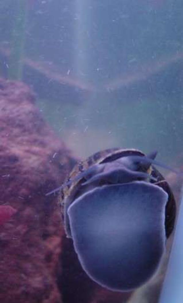 corals inverts stocking in 90 gallons tank - Squirt!