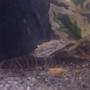 freshwater fish - botia striata - striata botia loach stocking in 90 gallons tank - Terrance, our Zebra Loach.