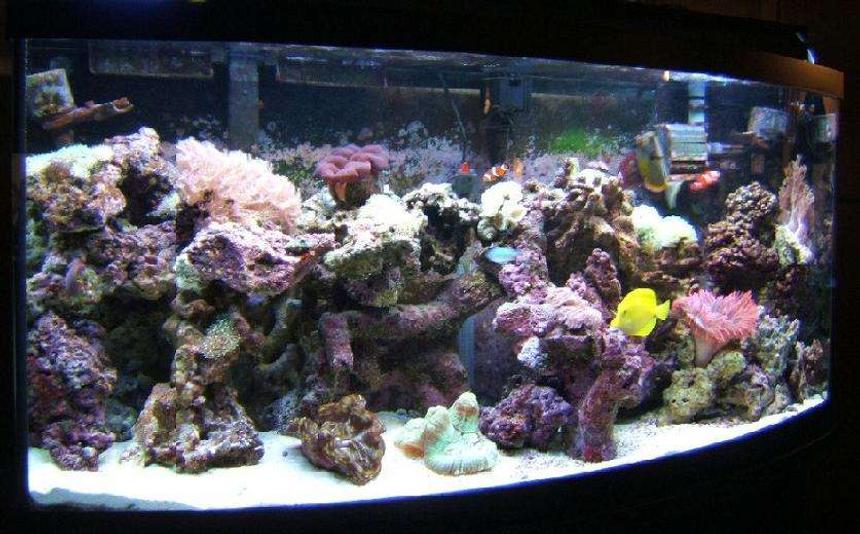 Rated #59: 72 Gallons Reef Tank - Makes you wonder why there is something rather than nothing.