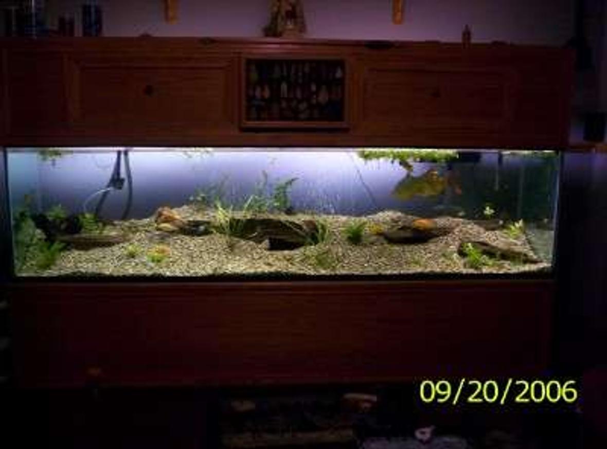 240 gallons freshwater fish tank (mostly fish and non-living decorations) - our fishys