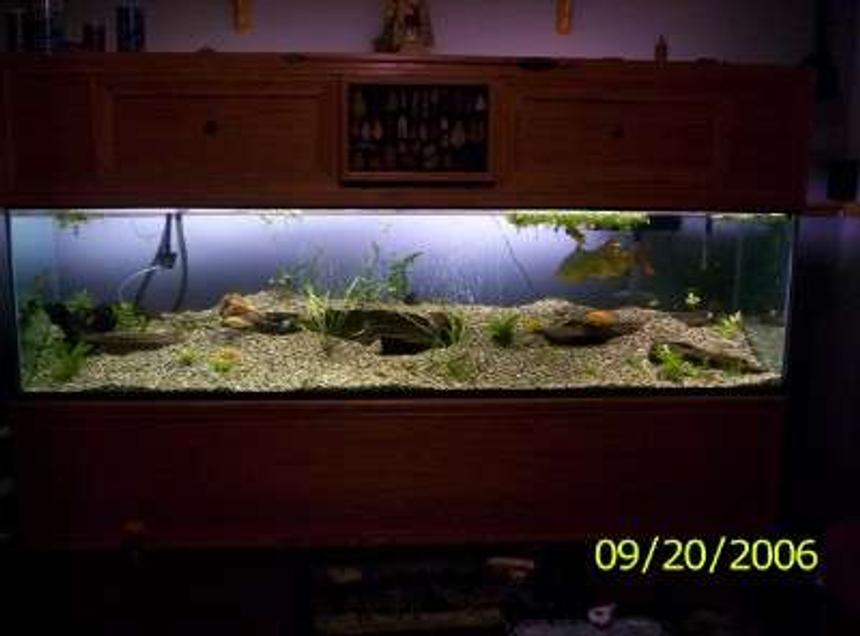 Rated #166: 240 Gallons Freshwater Fish Tank - our fishys