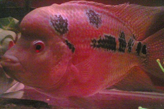 freshwater fish - cichlasoma sp. - flower horn cichlid stocking in 50 gallons tank - Male Red Dragon Flowerhorn