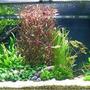 258 gallons planted tank (mostly live plants and fish) - My aquarium.