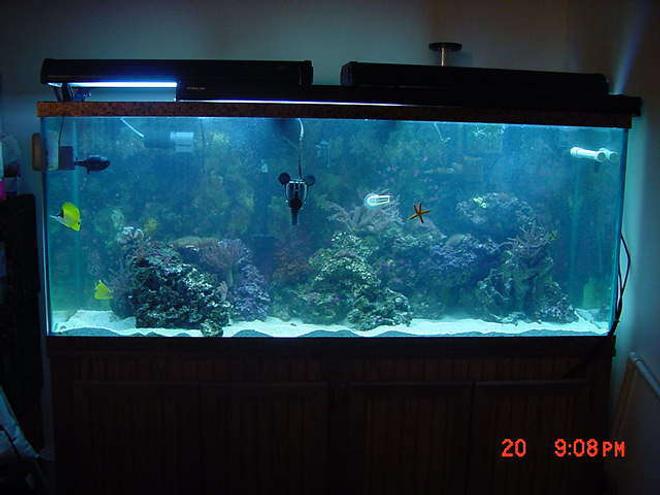 125 gallons reef tank (mostly live coral and fish) - MY NEW TANK  4/07/06