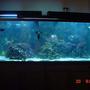 125 gallons reef tank (mostly live coral and fish) - MY NEW TANK 4/07/06