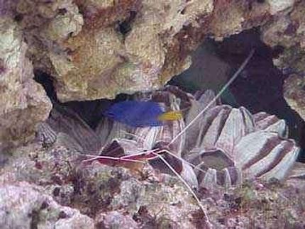 saltwater fish - chrysiptera parasema - yellowtail damselfish - damsel
 and peppermint shrimp