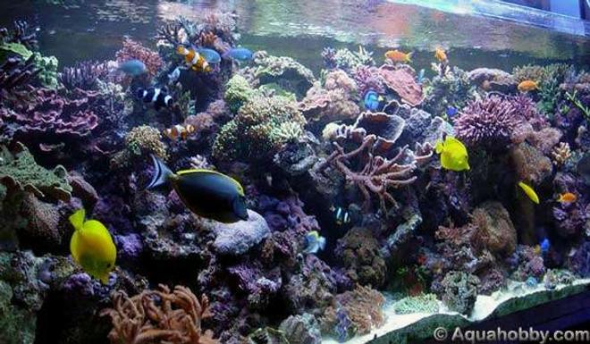 reef tank (mostly live coral and fish) - 200x70x70 cm 
Volume: 1000 L (nominal) 
Filtration: 260 kg live rock from Lombok/Bali (Indonesia); Sump 120x50x50 cm (300 L), half of which is used as freshwater deposit for refilling; skimmer Aquamedic 5000 Shorty 2; 180 L macro-algae refugium. 
Circulation: About 28000 L/h of circulation: 2 main water pumps Eheim 1060 (2280 L/h); 2 internal circulation pumps located in the sump with specific overflow; 1 internal alternated circulation pump Tunze Stream 4000/12000 L/h in conjunction with a single-controller Tunze; 1 continuous stream 6000 L/h; 2 water falls with output distributed to skimmer and refugium. 
Lighting: 2x400 W HQI´s BLV 10000 K + 2x40 W fluorescent acrobuespecial + 2x40 W acrocolor + 3x9 W Power Compact; 1x70 W HQI for the refugium. 
Substrate: 60 kg CaribSea Aragamax Sugar-Sized. 
Others: Refill controller/leveller Aquamedic Aquaniveau, Eheim 800 pump for freshwater refill, 180 liter macro-algae refugium. 
Fauna: Fish: 8 Chromis viridis, 2 Chrysiptera cyanea, 1 Chrysiptera parasema, 1 Synchiropus splendidus, 1 banana wrasse (Helichoeres chrysus), 2 Amphiprion ocellaris, 1 Amphiprion clarkii, 1 TMC clown Amphiprion ocellaris, 1 Amphiprion polymnus, 2 Gobiodon citrinus, 5 Pseudanthias squamipinnis, 2 Pseudanthias pleurotaenia, 1 Siganus unimaculatus, 1 Chelmon rostratus, 1 Pygoplites diacanthus, 1 Naso lituratus, 2 Zebrasoma flavescens, 3 Paracanthurus hepatus, 1 Acanthurus leucosternon. 
Invertebrates: 50 Marshall Islands bumble bee hermit crabs, 35 ophiuroids, 2 Tridacna squamosa Marshall Islands, 1 Tridacna maxima ultra blue Marshall Islands, 1 Tridacna hippopus Marshall Islands, 1 Tridacna crocea ultra Marshall Islands, 18 Turbo snails, 25 Tiger Tail Cucumbers.  
Corais: SPS: 45 assorted Acropora, 18 assorted Montipora, 9 assorted Seriatopora, 3 assorted Pocillopora, 1 Echinopora lamellosa, 1 Porites cylindrica, 2 Hydnopora rigida, 3 Stylophora pistillata pink. 
LPS: 2 Euphyllia parancora green, 2 Euphyllia paradivisa green, Goniopora lobata Marshall Islands, Goniopora stokesi red, Heliofungia actiniformis, Plerogyra sinuosa. 
Soft: Xenia elongata pulsing brown, Xenia umbellata pulsing white, Sinularia, Pachyclavularia sp., Palythoa sp., Ricordea, Rhodactis gigantea, 5 rocks with Actinodiscus, 2 Sarcophyton trocheliophorum, 1 Sarcophyton sp. Tonga.  
Comments: I'm Portuguese and the Brazilian version of the Age of Aquariums was among the first sites where I initiated the hobby. Since then a long time has passed and nowadays I have this 1000 L reef tank. It's not easy to set up an aquarium in Portugal, the equipment is expensive and the livestock isn't beautiful, so I travel regularly to the coral propagation farms in Germany to acquire what I have today. I'd like to see my tank distinguished on the Age of Aquariums.