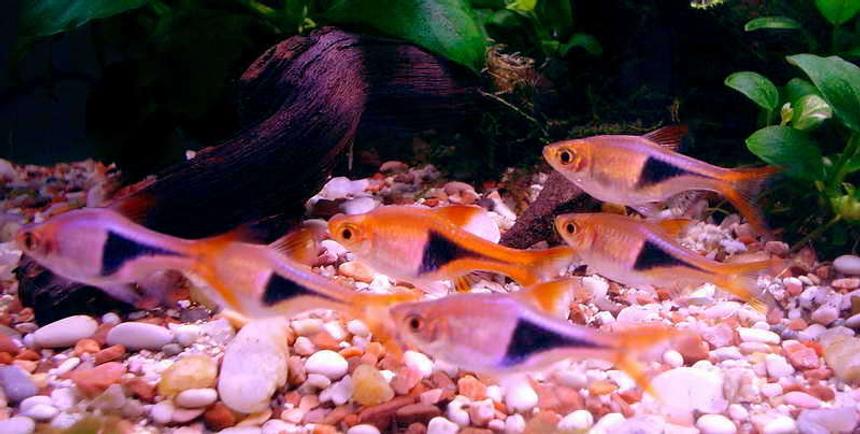Rated #93: Freshwater Fish - Rasbora Heteromorpha - Harlequin Rasbora - rasboras