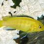 freshwater fish - labidochromis caeruleus - electric yellow cichlid stocking in 55 gallons tank - electric lab
